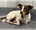 Small Pointer Mix