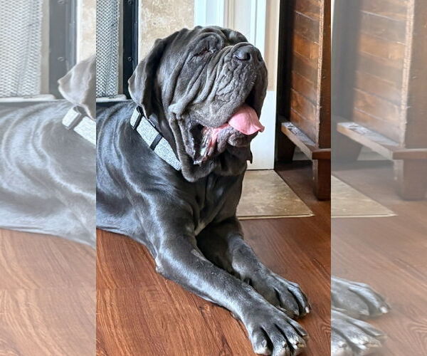 Medium Photo #3 Neapolitan Mastiff Puppy For Sale in Ellisville, MO, USA