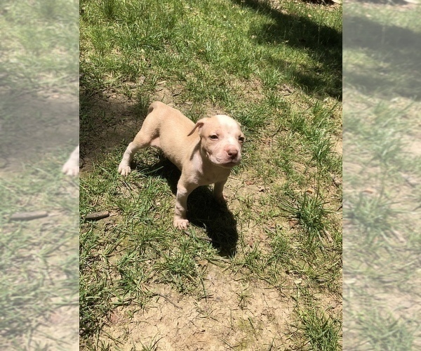 Medium Photo #1 American Pit Bull Terrier Puppy For Sale in ALBRIGHTSVILLE, PA, USA