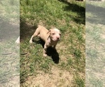 Small Photo #1 American Pit Bull Terrier Puppy For Sale in ALBRIGHTSVILLE, PA, USA