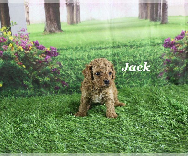 Medium Photo #8 Poodle (Toy) Puppy For Sale in CHANUTE, KS, USA