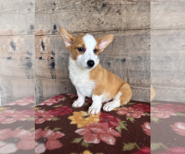 Medium Photo #6 Pembroke Welsh Corgi Puppy For Sale in VERMONTVILLE, MI, USA