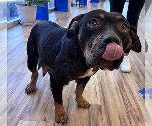 Rottweiler-Unknown Mix Dogs for adoption in Rowlett, TX, USA