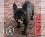 Small French Bulldog