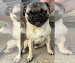 Small Pug