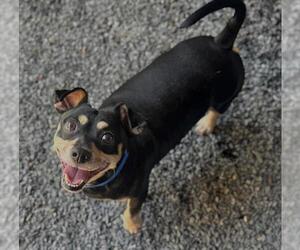 Dachshund-Unknown Mix Dogs for adoption in Moreno Valley, CA, USA