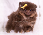 Small Photo #41 Pomeranian Puppy For Sale in WARSAW, IN, USA