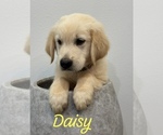 Puppy Daisy Golden Retriever