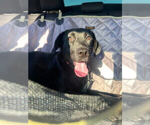 Anabelle - Female Shepradors Dog for Adoption - Photo #2