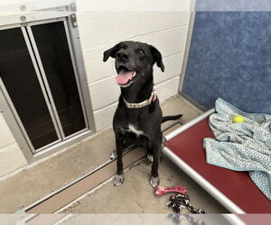 German Shorthaired Lab Dogs for adoption in Fort Collins, CO, USA