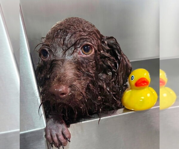 Medium Photo #5 Miniature Labradoodle Puppy For Sale in Valrico, FL, USA