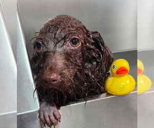 Java Bean - Female Miniature Labradoodle Dog for Adoption - Photo #5