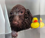 Small Photo #5 Miniature Labradoodle Puppy For Sale in Valrico, FL, USA