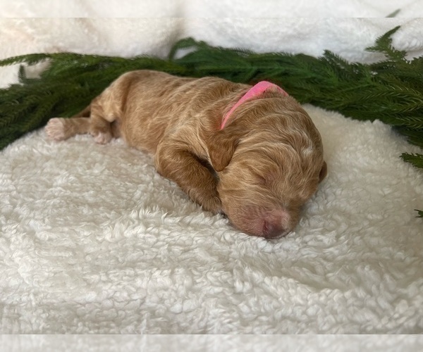 Medium Photo #6 Goldendoodle Puppy For Sale in JENKS, OK, USA