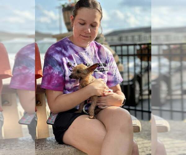Medium Photo #5 Mutt Puppy For Sale in Mundelein, IL, USA