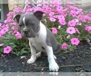 Boston Terrier Puppy for sale in FREDERICKSBG, OH, USA