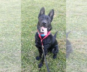 Colby - Male German Shepherd Dog Dog for Adoption - Photo #17