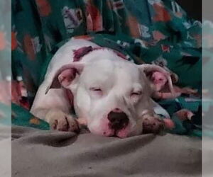 Mila May - Female American Pit Bull Terrier-Unknown Mix Dog for Adoption - Photo #26