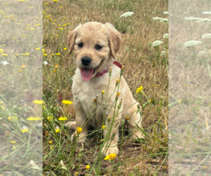 Golden Retriever Puppy for sale in EUGENE, OR, USA