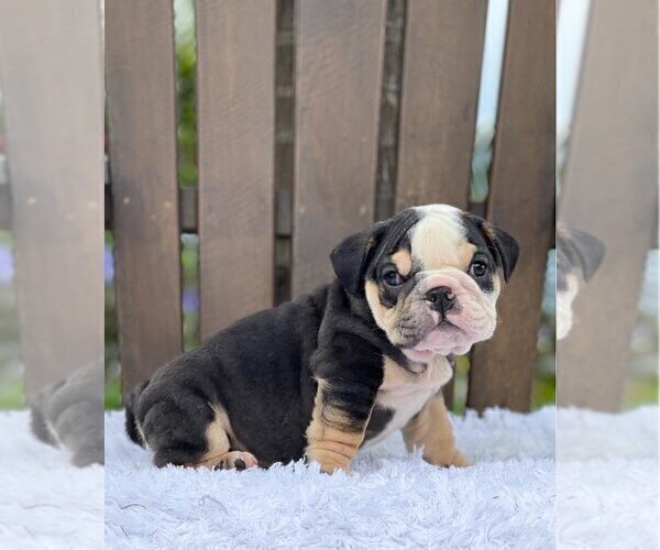 Medium Photo #4 Bulldog Puppy For Sale in NORMAN, OK, USA