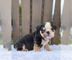 Small Photo #4 Bulldog Puppy For Sale in NORMAN, OK, USA