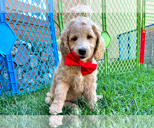 Goldendoodle (Miniature) Puppy for sale in ROY, UT, USA