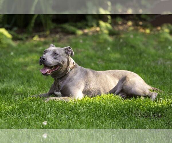 Medium Photo #2 American Pit Bull Terrier-Unknown Mix Puppy For Sale in Farmington, MN, USA