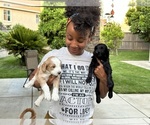 Small Photo #19 F2 Aussiedoodle-Irish Doodle Mix Puppy For Sale in SACRAMENTO, CA, USA