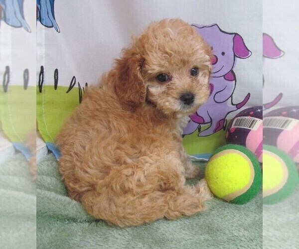 Medium Photo #5 Cavapoo Puppy For Sale in RATTAN, OK, USA