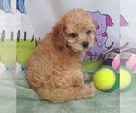 Small #4 Cavapoo