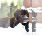 Small #8 Portuguese Water Dog