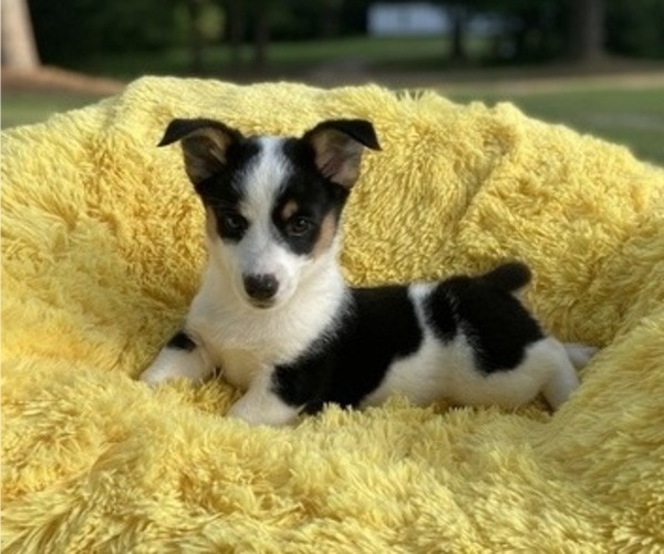 Medium Photo #1 Aussie-Corgi Puppy For Sale in MAGNOLIA, AR, USA