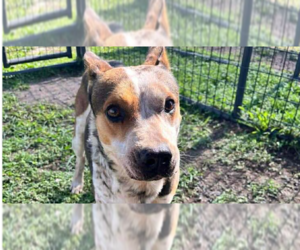 Mutt Dogs for adoption in Abbeville, LA, USA