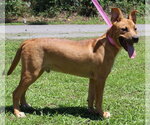 Small #3 Labrador Retriever Mix
