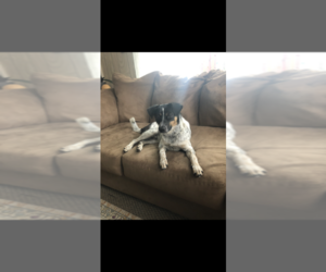 Australian Cattle Dog-Rat Terrier Mix Dogs for adoption in GLENBEULAH, WI, USA
