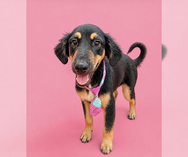 Medium Photo #1 Black and Tan Coonhound-Unknown Mix Puppy For Sale in San Diego, CA, USA