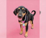 Small Black and Tan Coonhound Mix