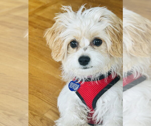 Medium Photo #1 Cavachon Puppy For Sale in Springdale, PA, USA