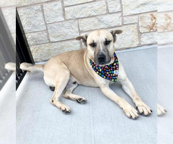 Medium Photo #1 German Shepherd Dog-Unknown Mix Puppy For Sale in Baytown, TX, USA