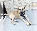 Small German Shepherd Dog Mix