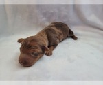 Puppy Puppy 2 Chiweenie
