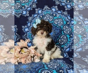 Bernedoodle (Miniature) Puppy for sale in OXFORD, PA, USA