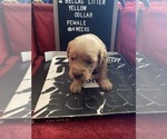 Small Photo #6 Golden Retriever Puppy For Sale in ONTARIO, CA, USA