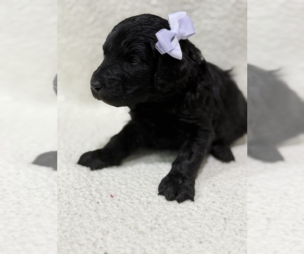 Medium Photo #6 Goldendoodle Puppy For Sale in HARTFORD, AL, USA