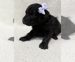 Small #5 Goldendoodle