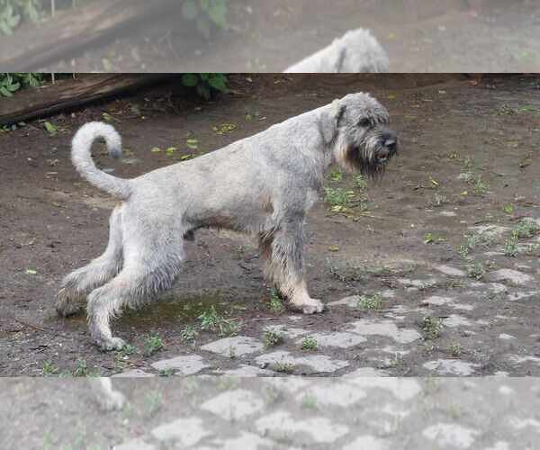 Medium Photo #13 Schnauzer (Giant) Puppy For Sale in Hatvan, Heves, Hungary