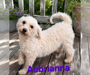 Bichon Frise Dogs for adoption in Seaford, DE, USA