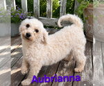 Small Bichon Frise