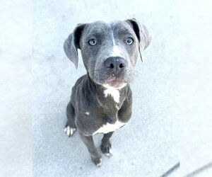 Mutt Dogs for adoption in Sacramento, CA, USA