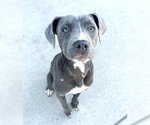 Small Mutt